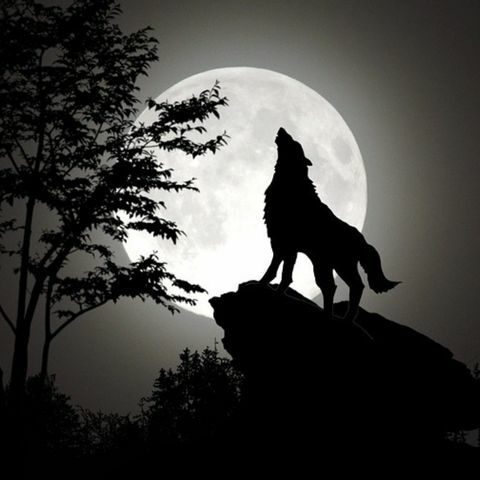 Wolf Moon 2024: What You Need To Know About It